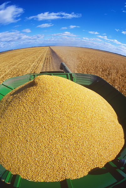 corn harvest Print