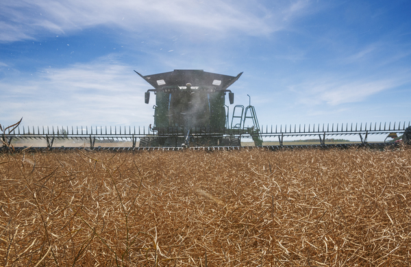 Combine Harvester Straight Cutting Mature Canola by Dave Reede Photohgraphy