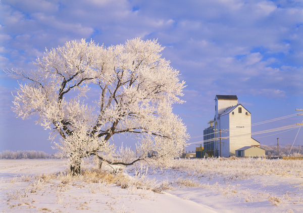 Grain Elevator on a Frosty Day by Dave Reede Photohgraphy