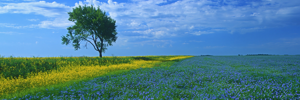 flax field with lone tree panoramic by Dave Reede Photohgraphy