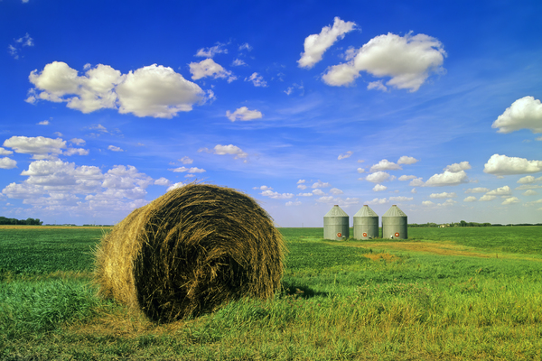 hay bales Print