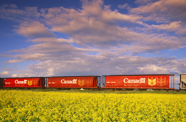 rail hopper cars in front of a canola field by Dave Reede Photohgraphy
