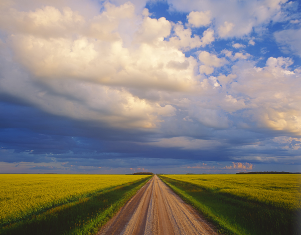 road through farmland with blooming canola by Dave Reede Photohgraphy
