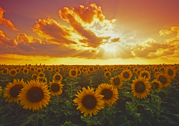 sunflowers Print