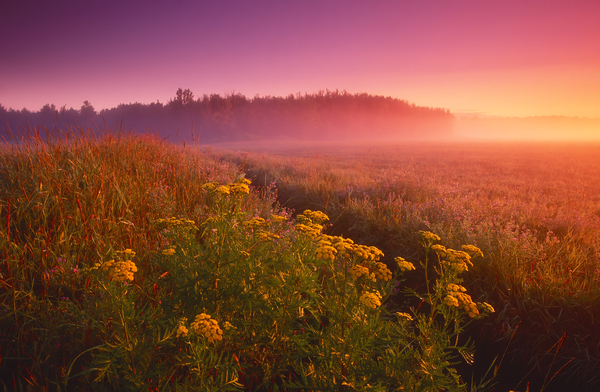 Edge of Farmland by Dave Reede Photohgraphy