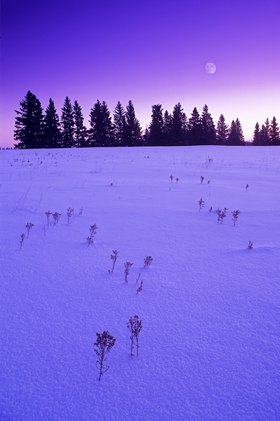 Winter Morning Print