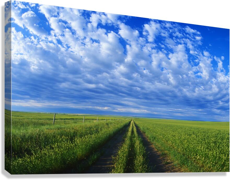Backroad Canvas Print