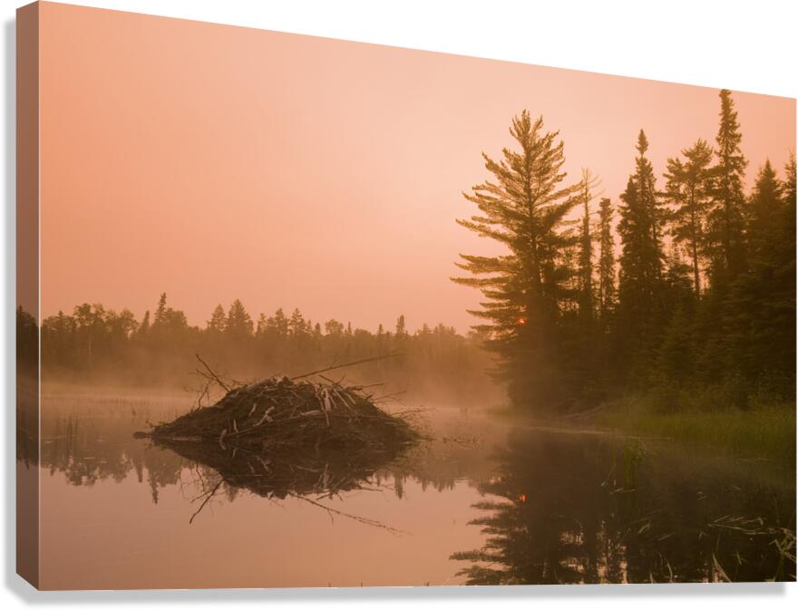 beaver lodge Canvas Print
