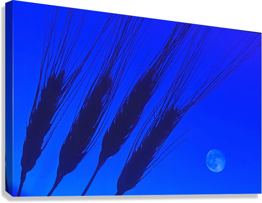 wheat closeup Canvas Print