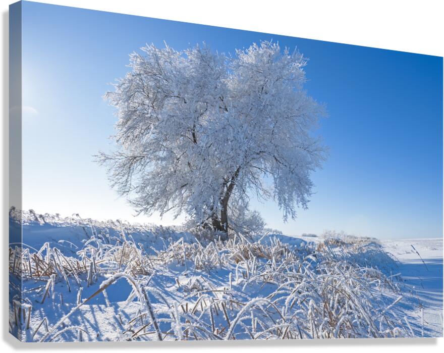 Frost on Tree Canvas Print