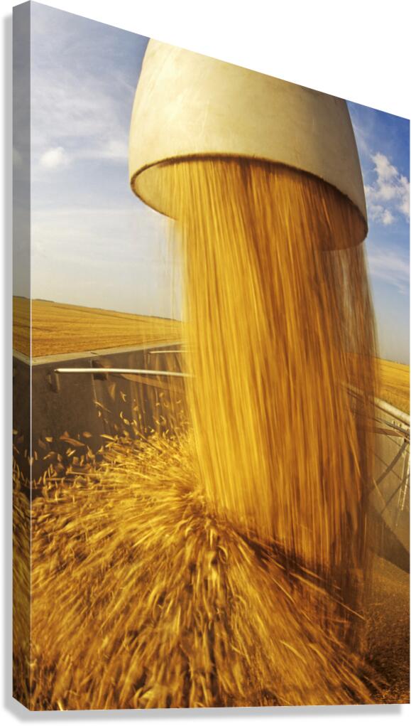 oat harvest Canvas Print