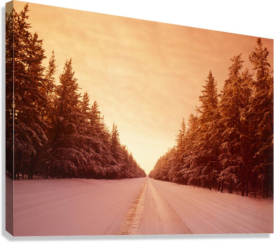 Winter Road Through Pine Forest Canvas Print