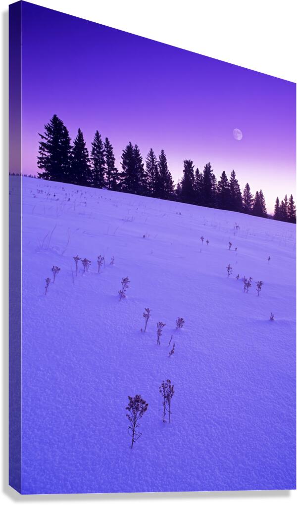 Winter Morning Canvas Print