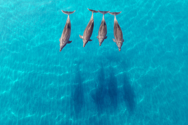 Chasing Shadows by San Diego Photo