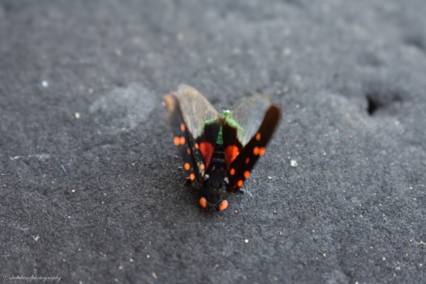 bug Print