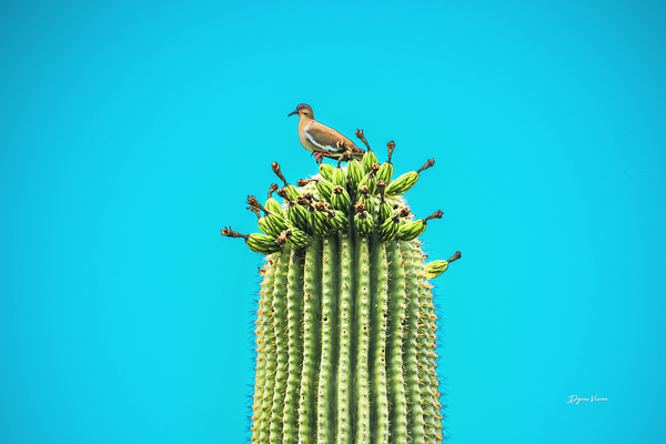 Run Away Cactus Print