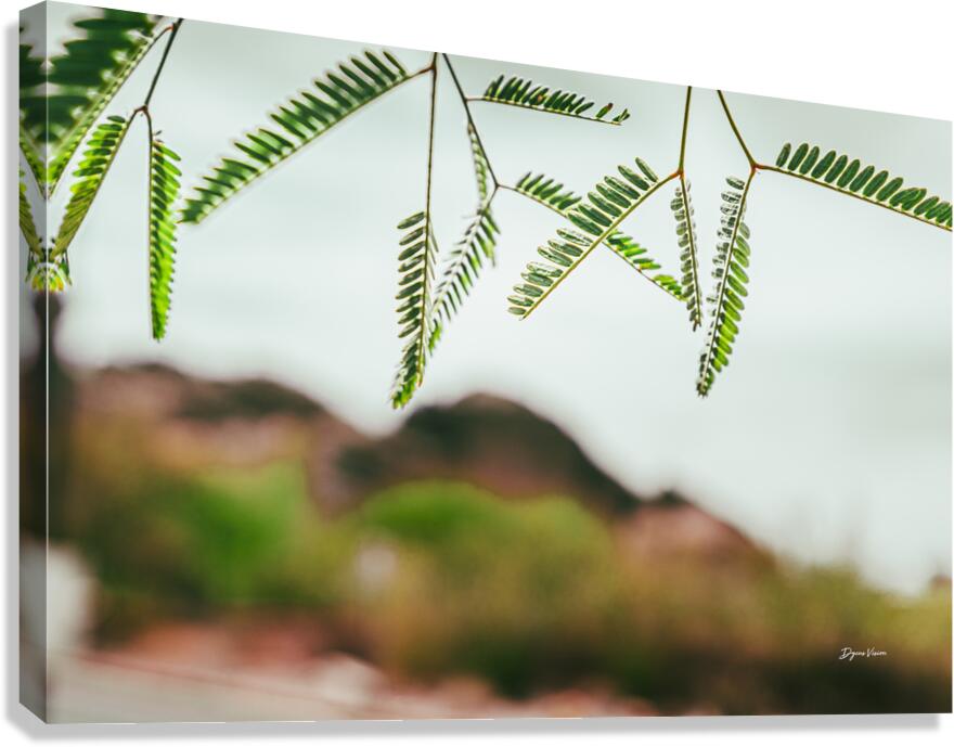 What Shade Canvas Print