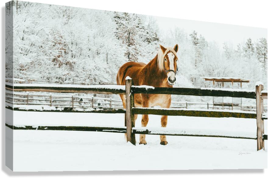 ARTISTIC EXPRESSION 30 Canvas Print