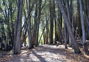 Trail at Green Lakes State Park