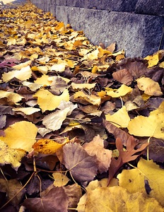 Autumn scatterings
