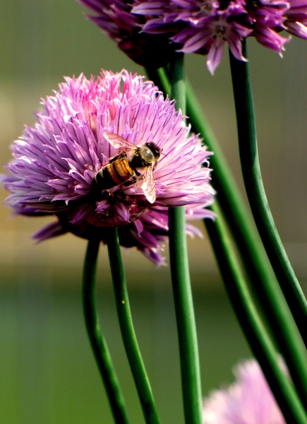 Bee5 by Sheela Balcome