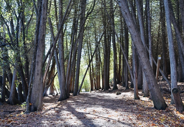 Trail at Green Lakes State Park by Sheela Balcome