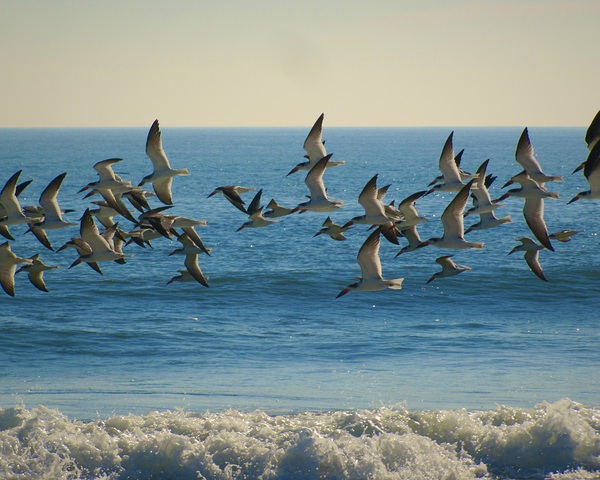 Band of Birds by Sheela Balcome