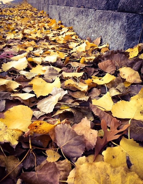 Autumn scatterings by Sheela Balcome