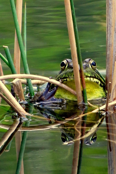 Bob the Bullfrog by Sheela Balcome