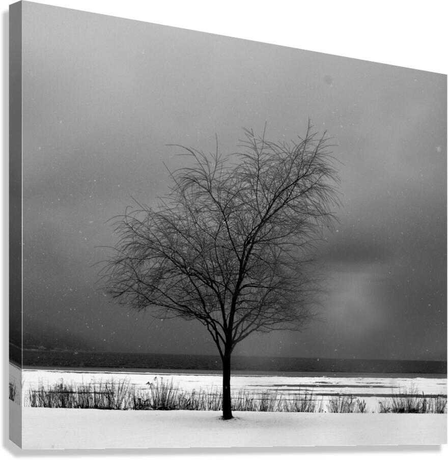 DSC 0274 Canvas Print