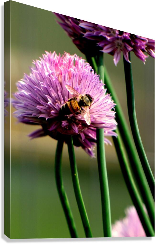 Bee5 Canvas Print
