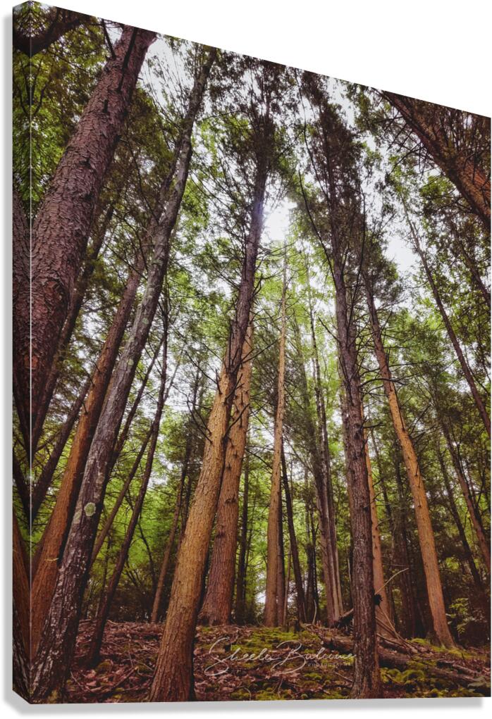 Redwoods Canvas Print