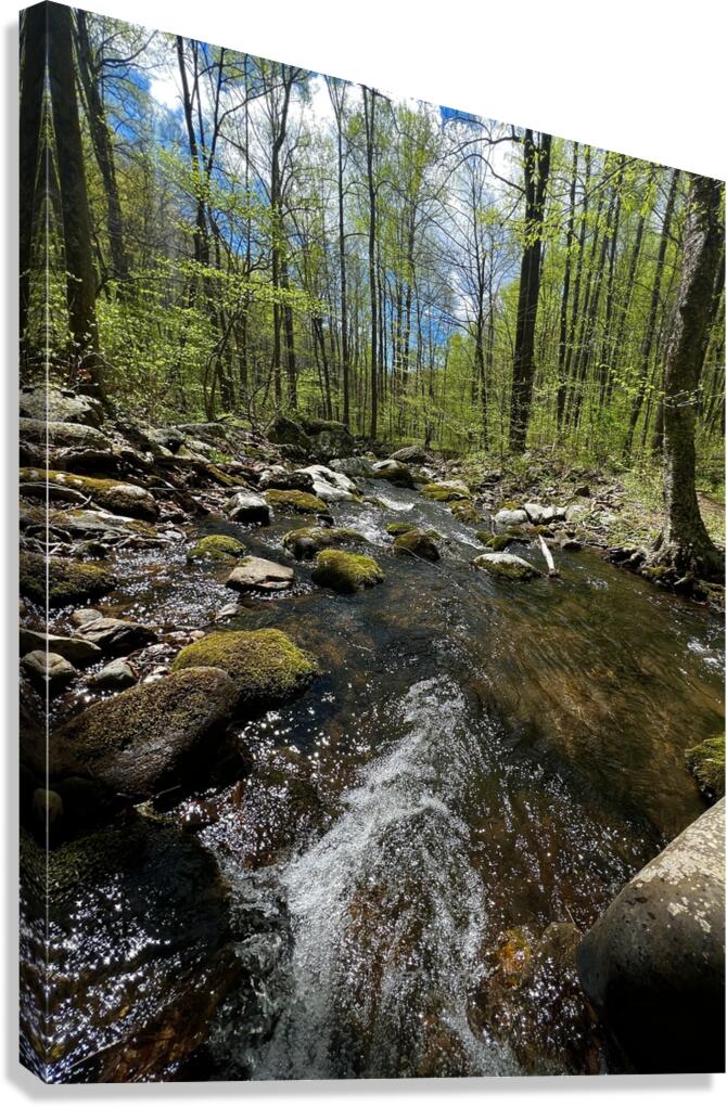 Mountain Stream Canvas Print