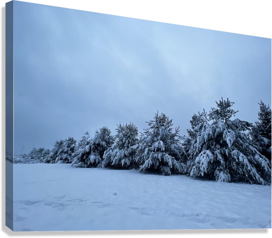 Snowy Trees Canvas Print
