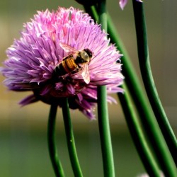 Bee5