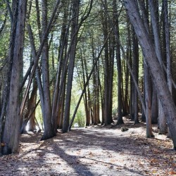 Trail at Green Lakes State Park