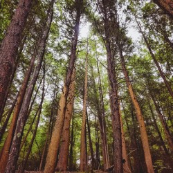 Redwoods