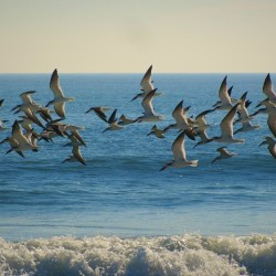 Band of Birds