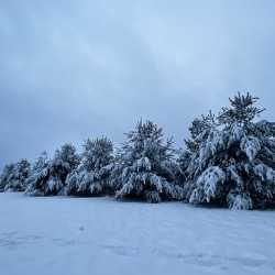 Snowy Trees
