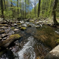 Mountain Stream