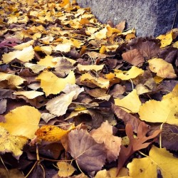 Autumn scatterings