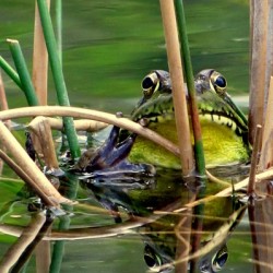 Bob the Bullfrog