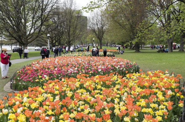 Tulip Bed 6 by Bob Corson