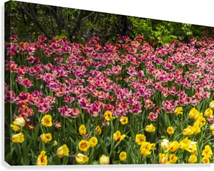 Tulip Bed 21 Canvas Print
