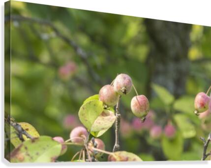 Crab Apples Canvas Print