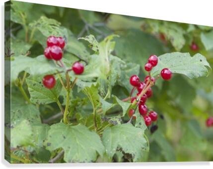 Red Currants Canvas Print