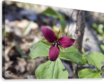 Red Trillium 2 Canvas Print
