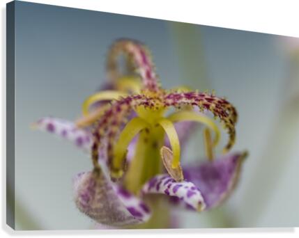 Toad Lily 5 Canvas Print