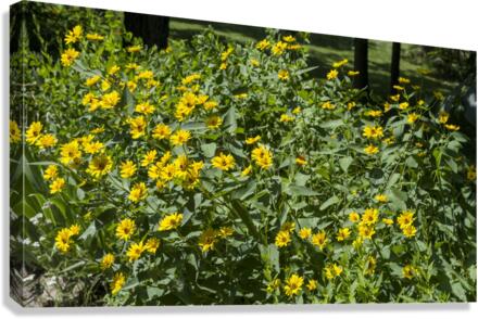 Mock Sunflower Canvas Print