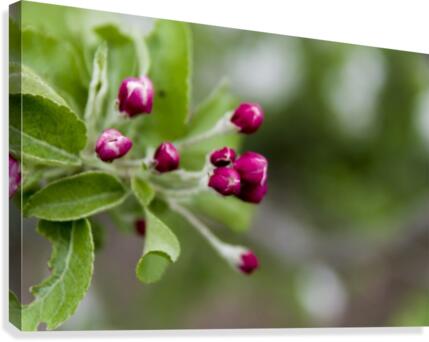 Apple Buds Canvas Print